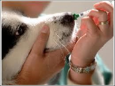 SPCA warns of kennel cough outbreak
